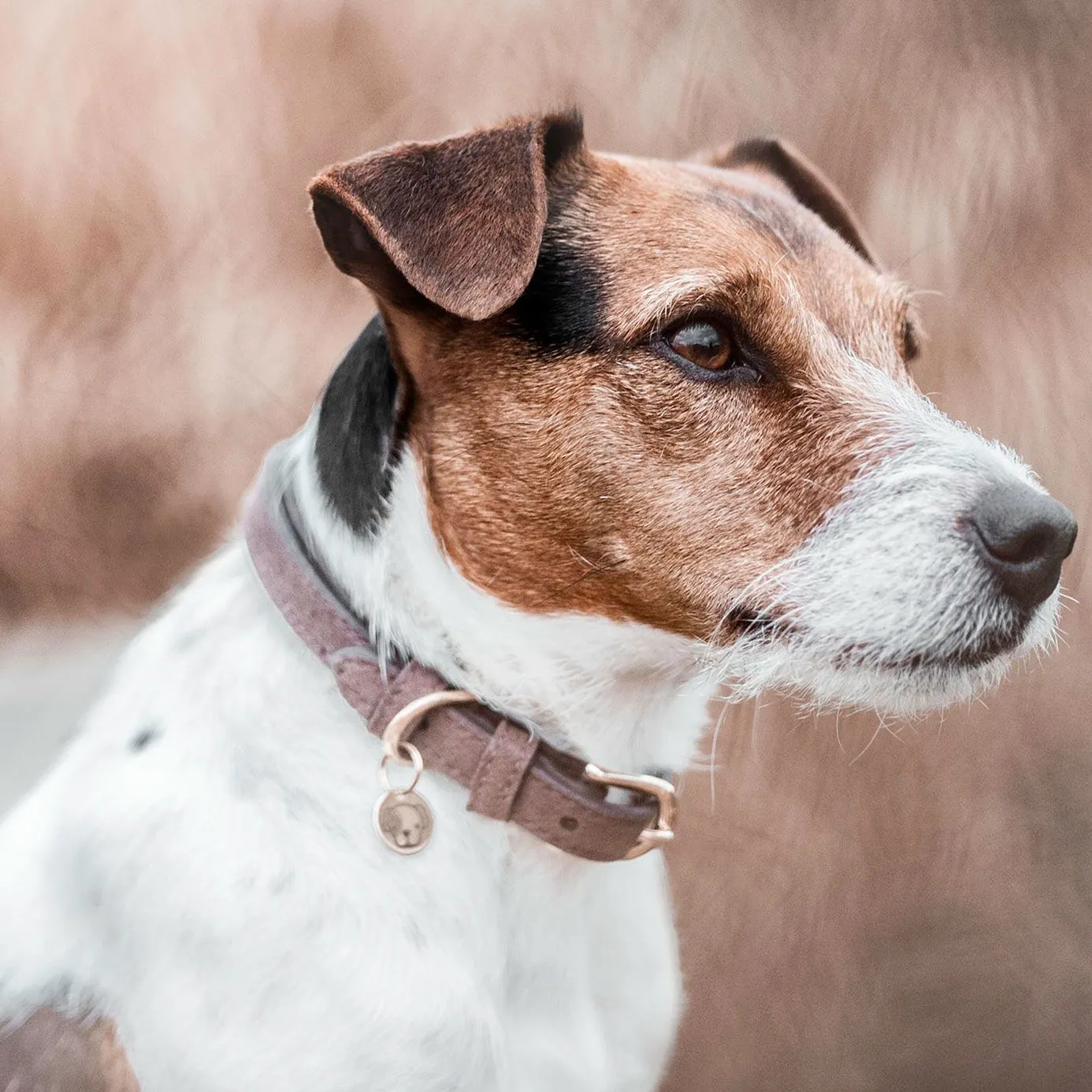 Kentucky Dogwear Velvet Leather Dog Collar - Brown