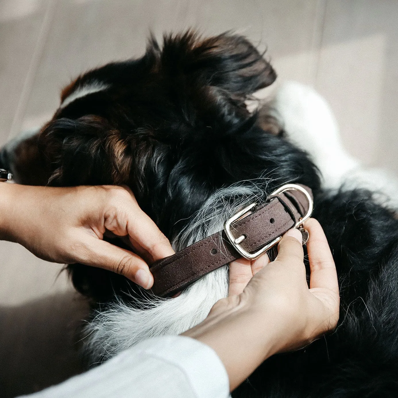 Kentucky Dogwear Velvet Leather Dog Collar - Brown