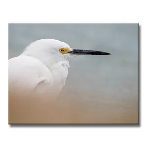 Snowy Egret