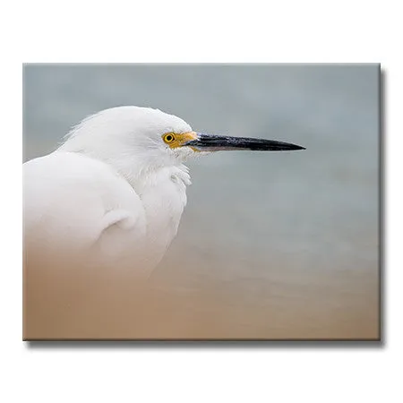 Snowy Egret