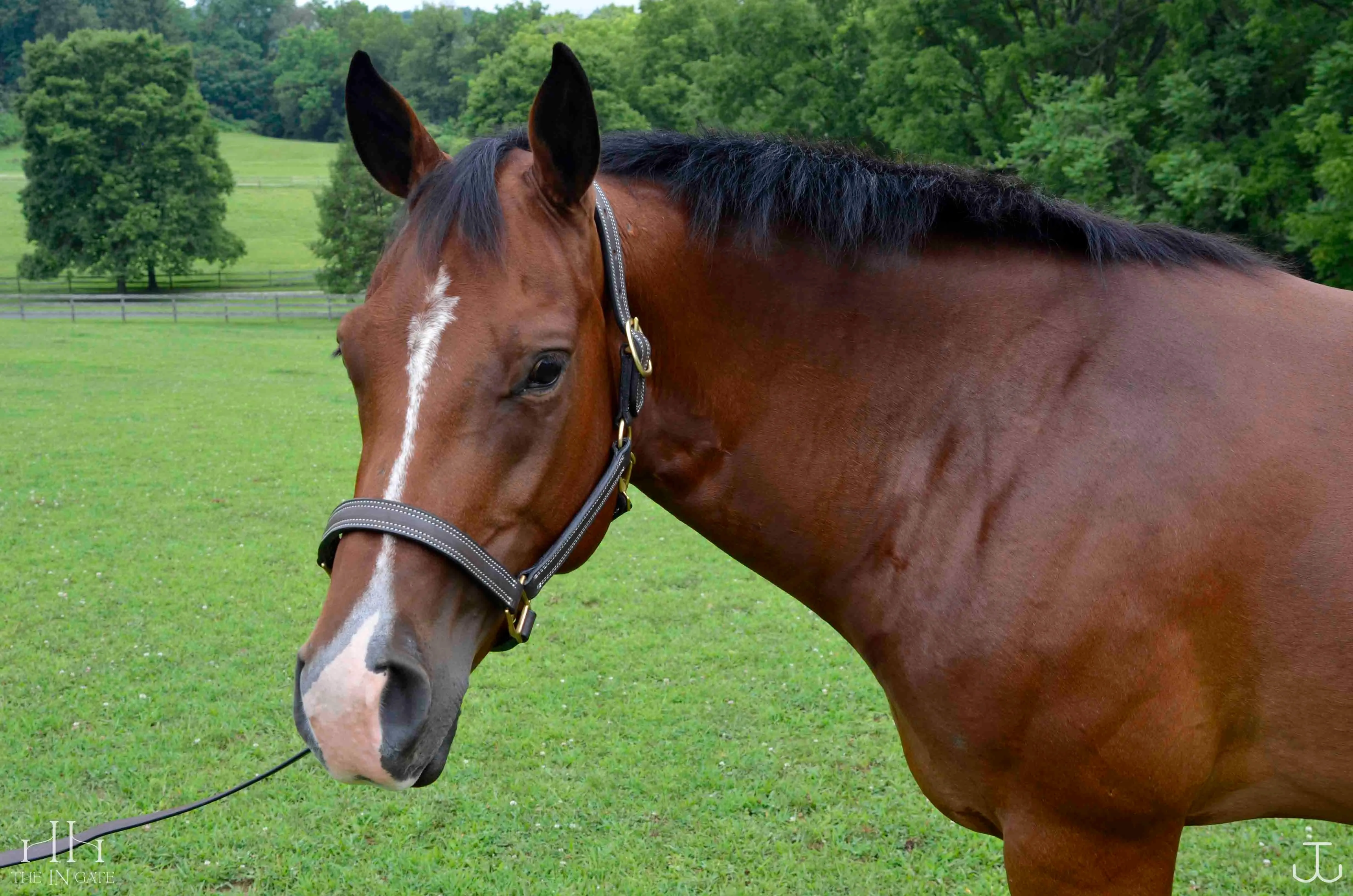 The In Gate New Standard™ Leather Halter - FINAL SALE