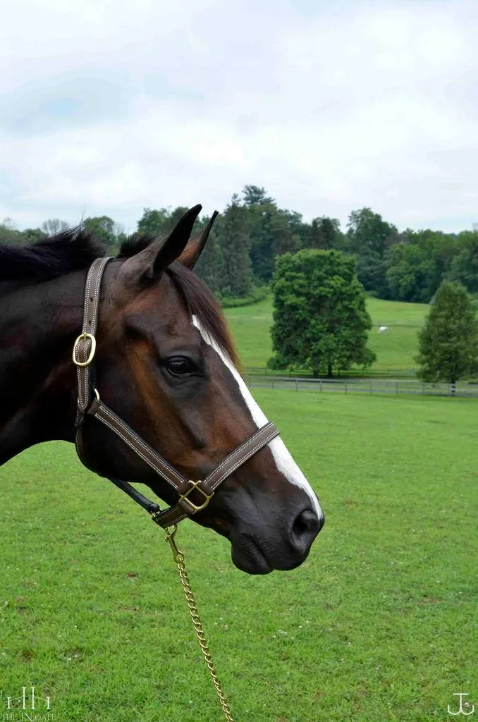 The In Gate New Standard™ Leather Halter - FINAL SALE