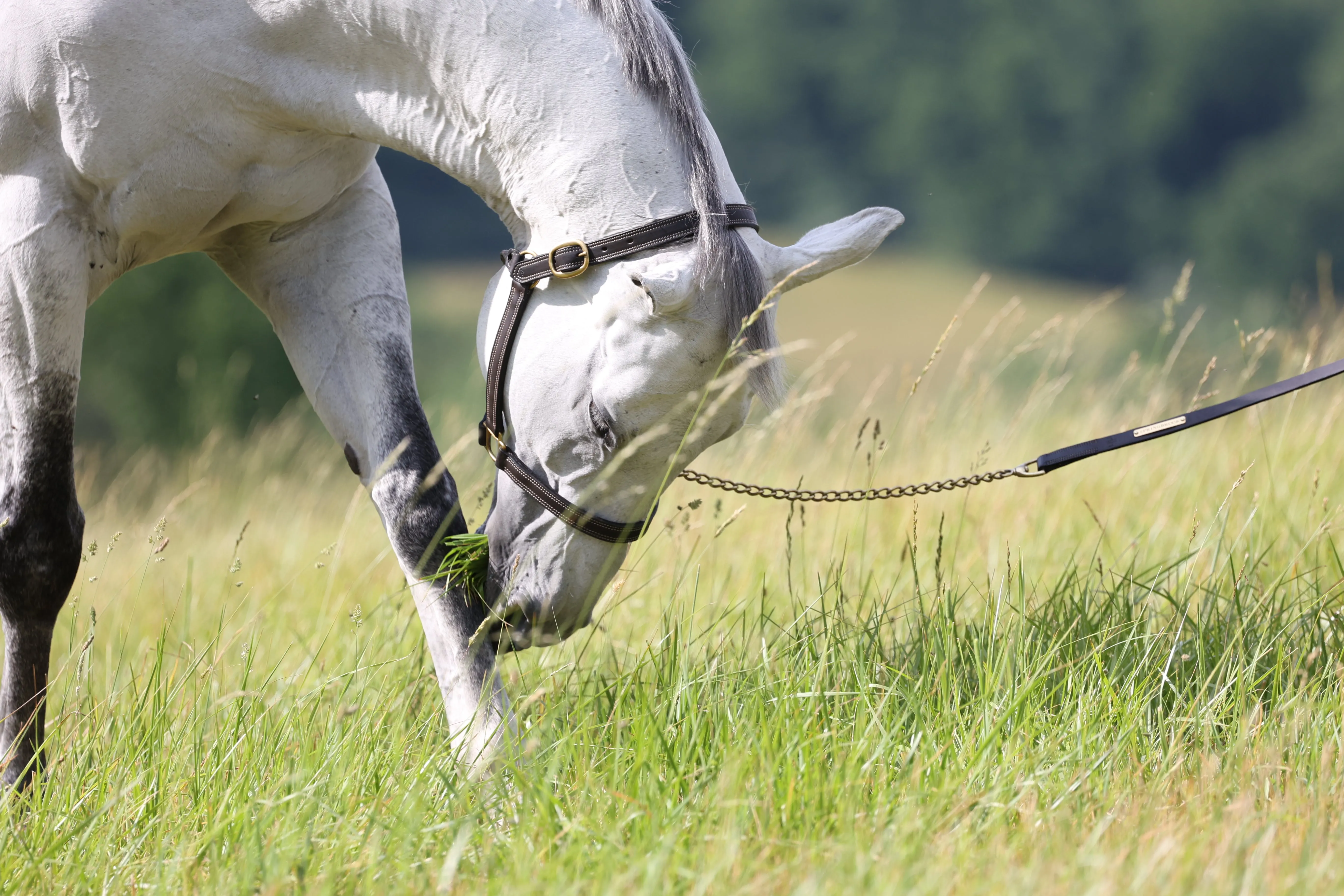 The In Gate New Standard™ Leather Halter - FINAL SALE