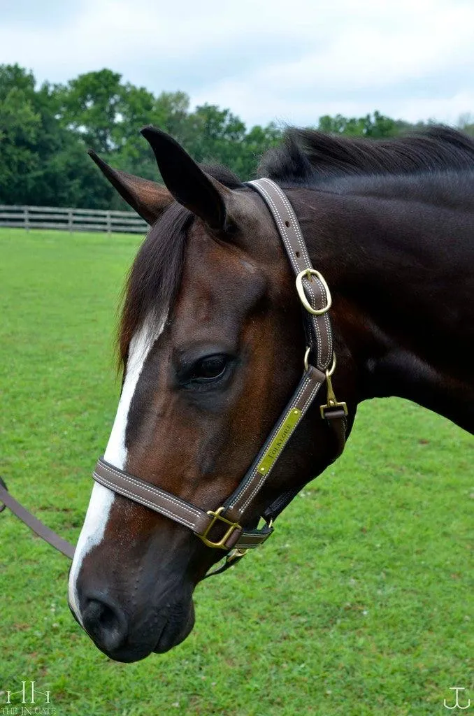 The In Gate New Standard™ Leather Halter - FINAL SALE